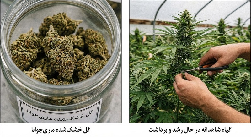 ترک ماری جوانا 7 گیاه ماری جوانا